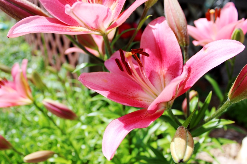 close up of pink tiger lilies